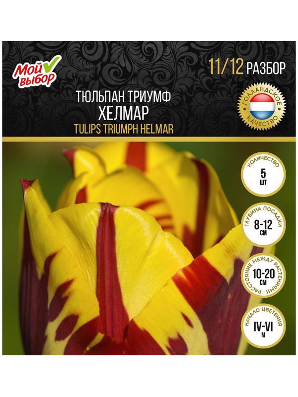 Тюльпан триумф Хелмар, р-р 11/12, 5 шт