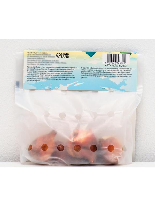 Тюльпан триумф Хелмар, р-р 11/12, 5 шт