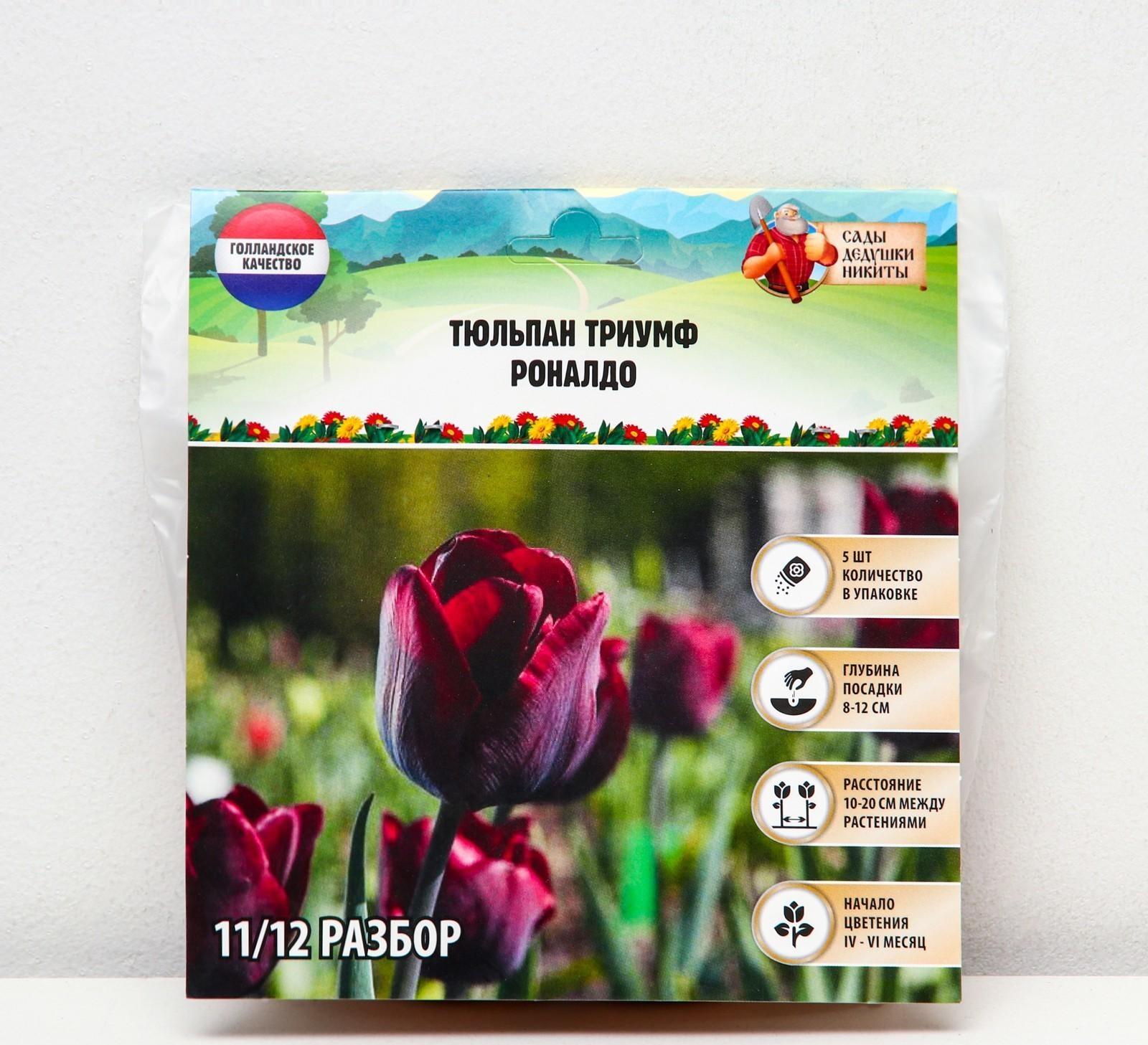 Тюльпан триумф Роналдо, р-р 11/12, 5 шт