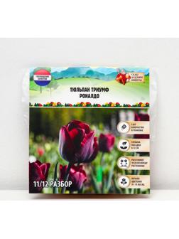Тюльпан триумф Роналдо, р-р 11/12, 5 шт
