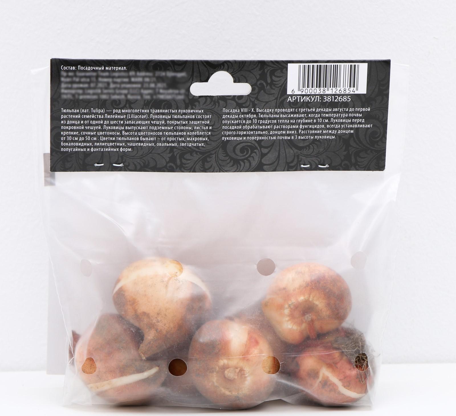 Тюльпан триумф Седов, р-р 11/12, 5 шт