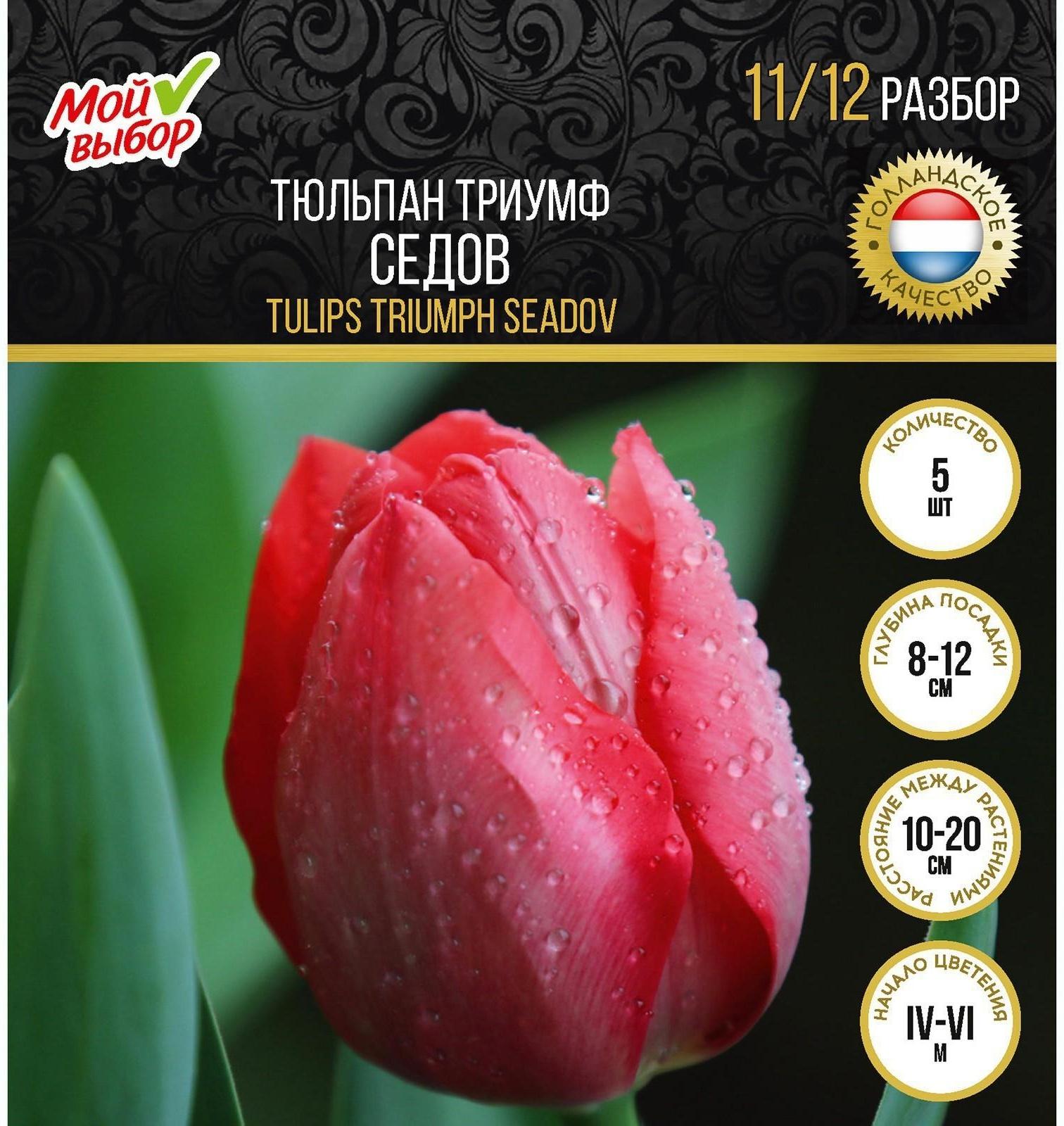 Тюльпан триумф Седов, р-р 11/12, 5 шт