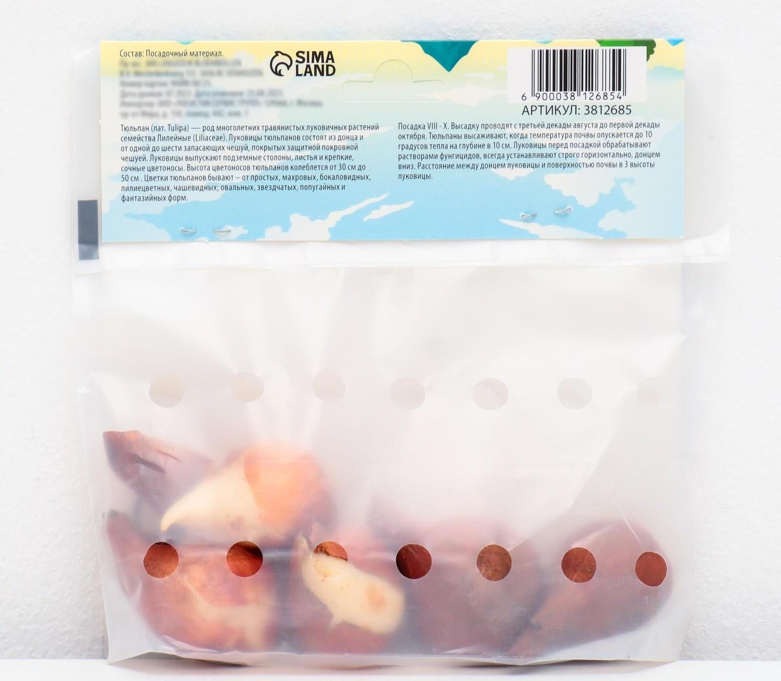 Тюльпан триумф Седов, р-р 11/12, 5 шт