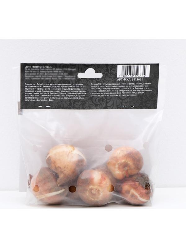 Тюльпан триумф Седов, р-р 11/12, 5 шт