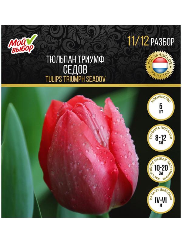 Тюльпан триумф Седов, р-р 11/12, 5 шт