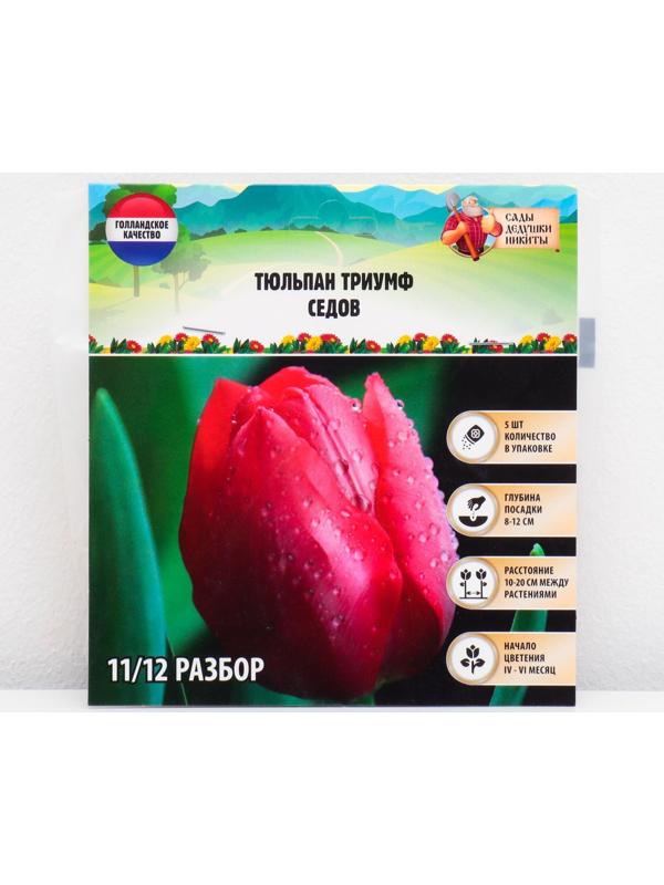 Тюльпан триумф Седов, р-р 11/12, 5 шт