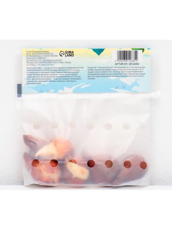 Тюльпан триумф Седов, р-р 11/12, 5 шт