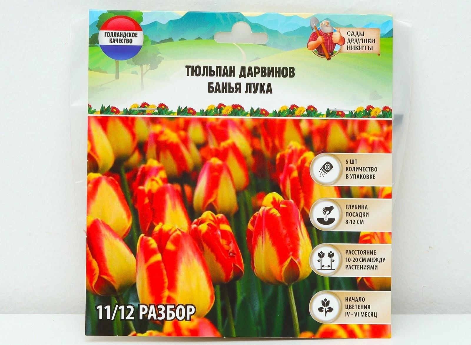 Тюльпан Дарвинов Банья Лука, р-р 11/12, 5 шт, Осень 2023