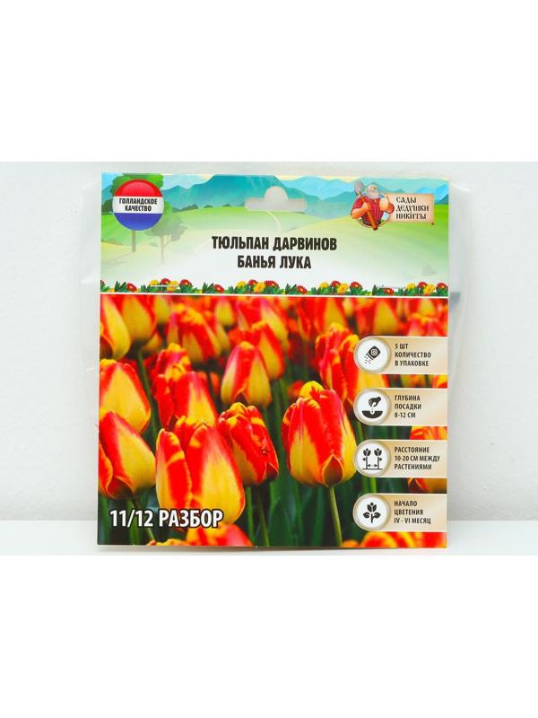 Тюльпан Дарвинов Банья Лука, р-р 11/12, 5 шт, Осень 2023