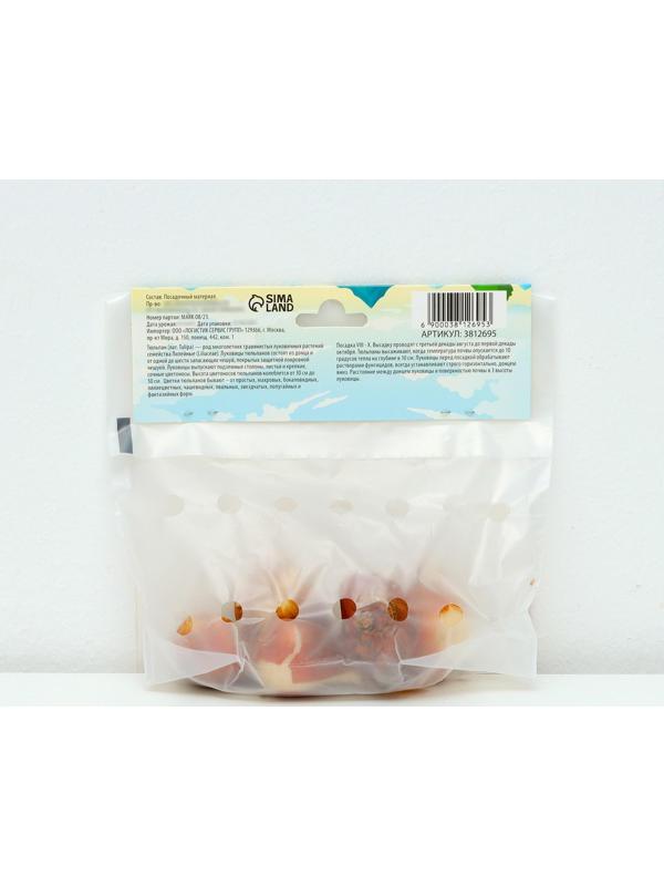 Тюльпан Дарвинов Банья Лука, р-р 11/12, 5 шт, Осень 2023