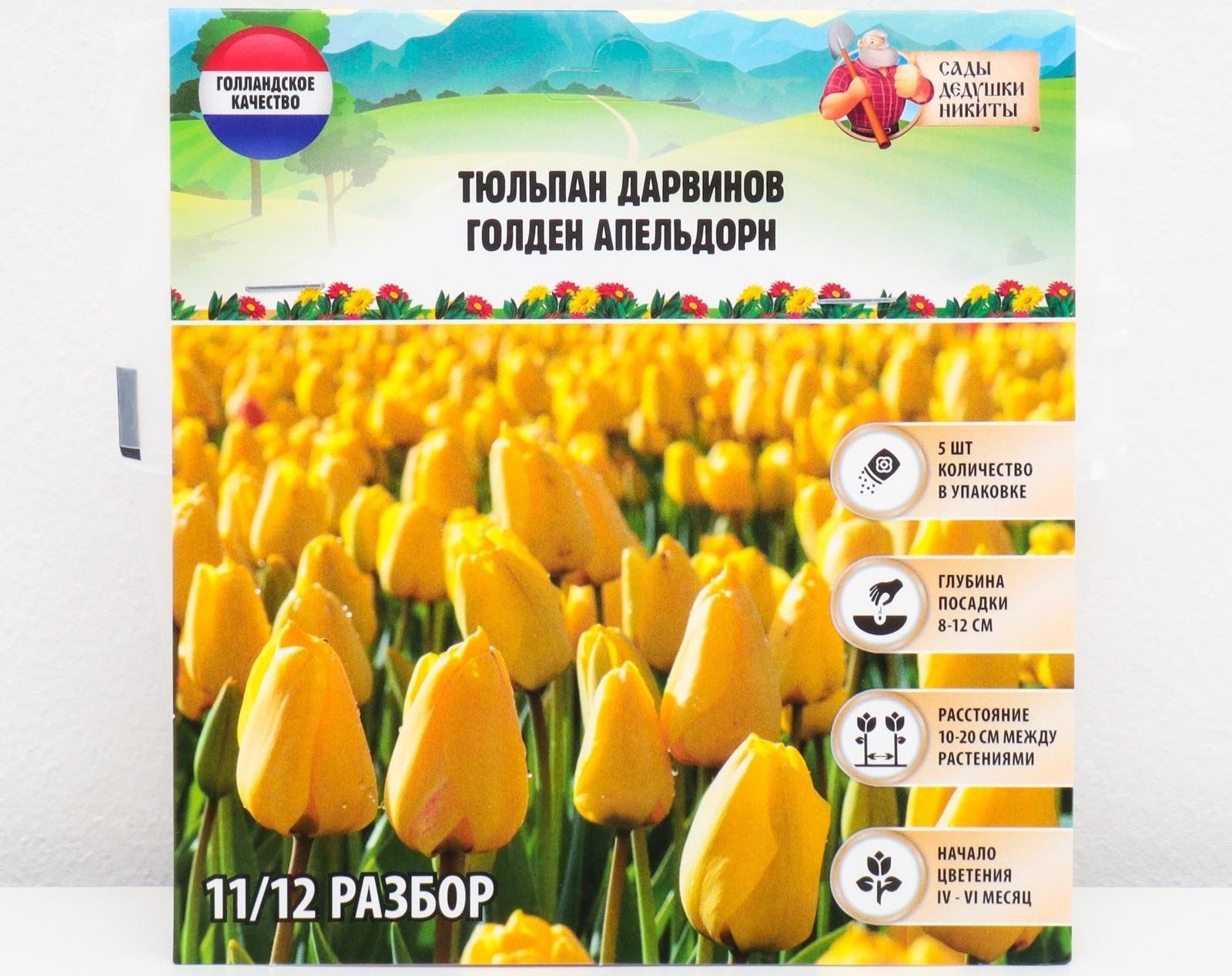 Тюльпан Дарвинов Голден Апельдорн, р-р 11/12, 5 шт