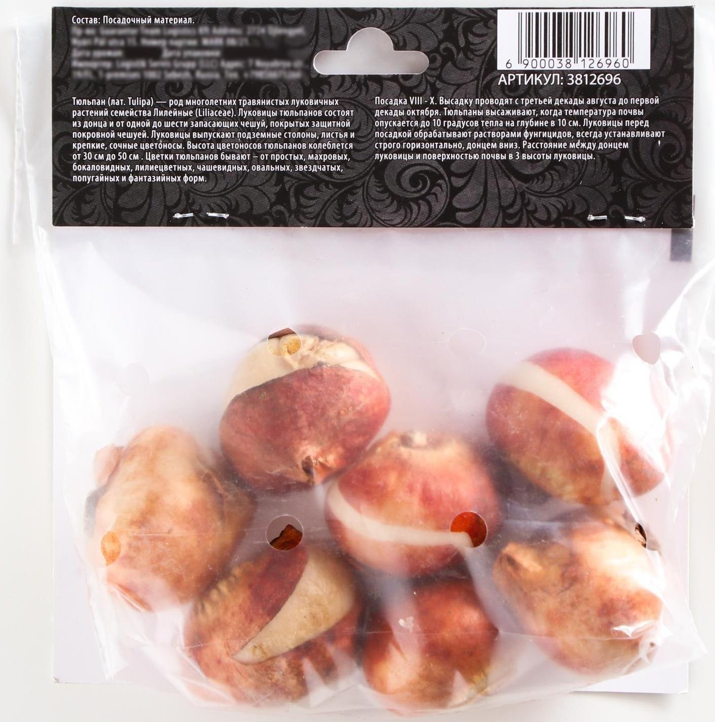 Тюльпан Дарвинов Голден Апельдорн, р-р 11/12, 5 шт