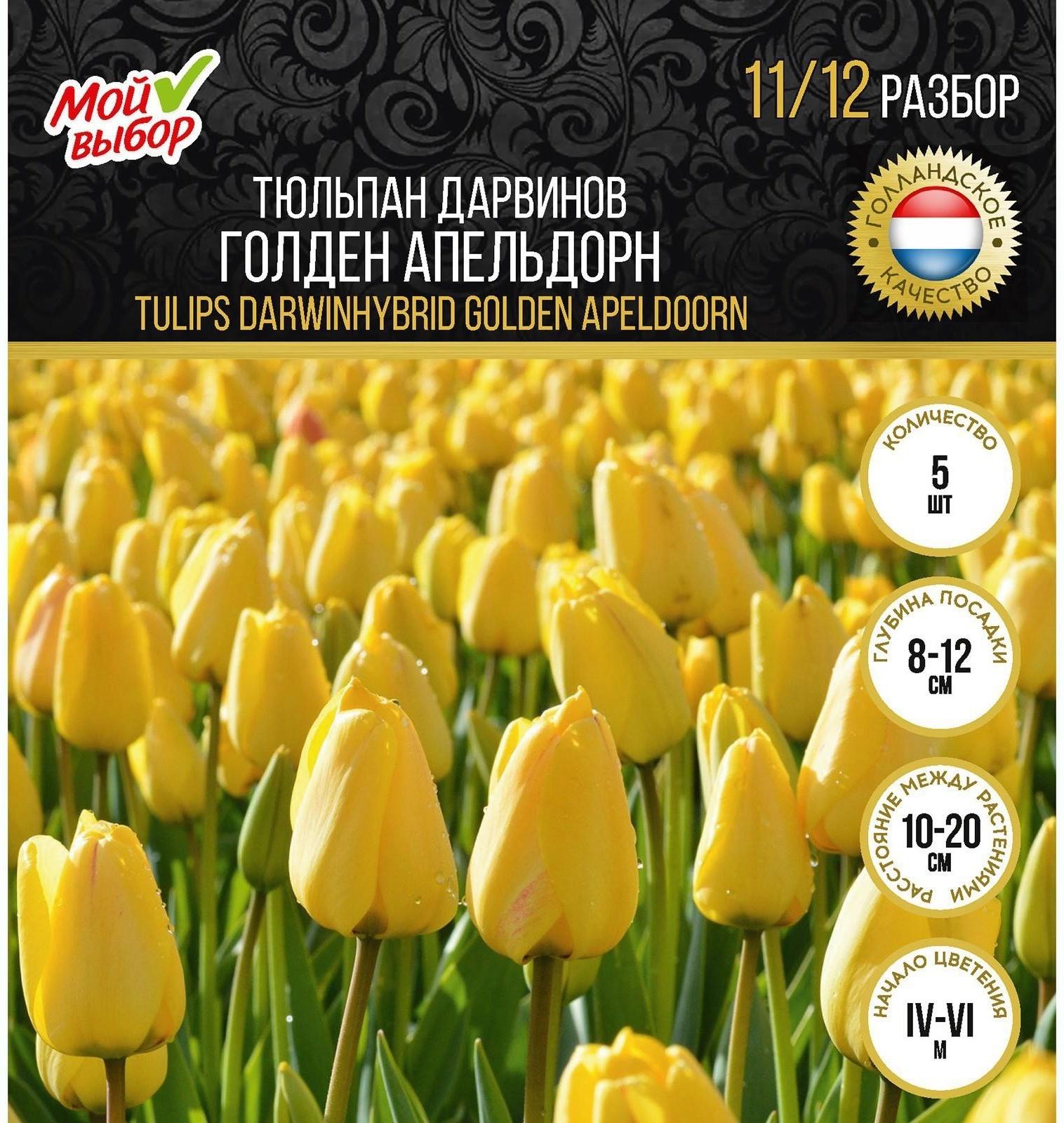 Тюльпан Дарвинов Голден Апельдорн, р-р 11/12, 5 шт