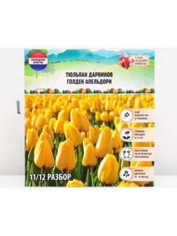 Тюльпан Дарвинов Голден Апельдорн, р-р 11/12, 5 шт