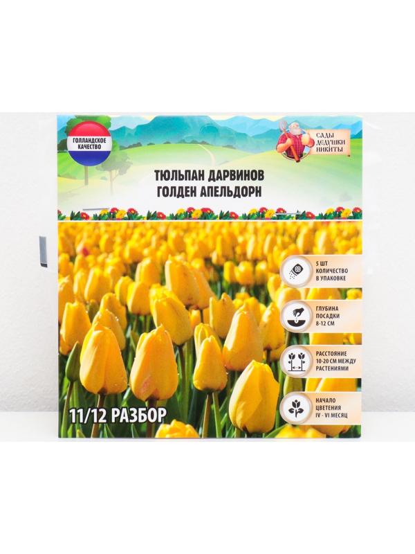 Тюльпан Дарвинов Голден Апельдорн, р-р 11/12, 5 шт