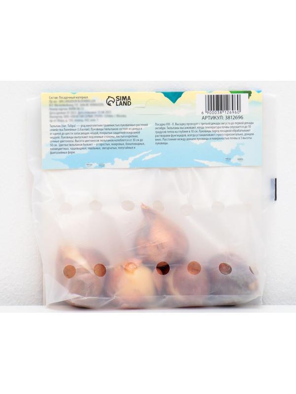 Тюльпан Дарвинов Голден Апельдорн, р-р 11/12, 5 шт