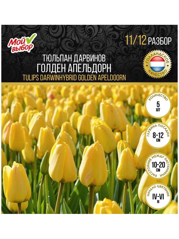 Тюльпан Дарвинов Голден Апельдорн, р-р 11/12, 5 шт