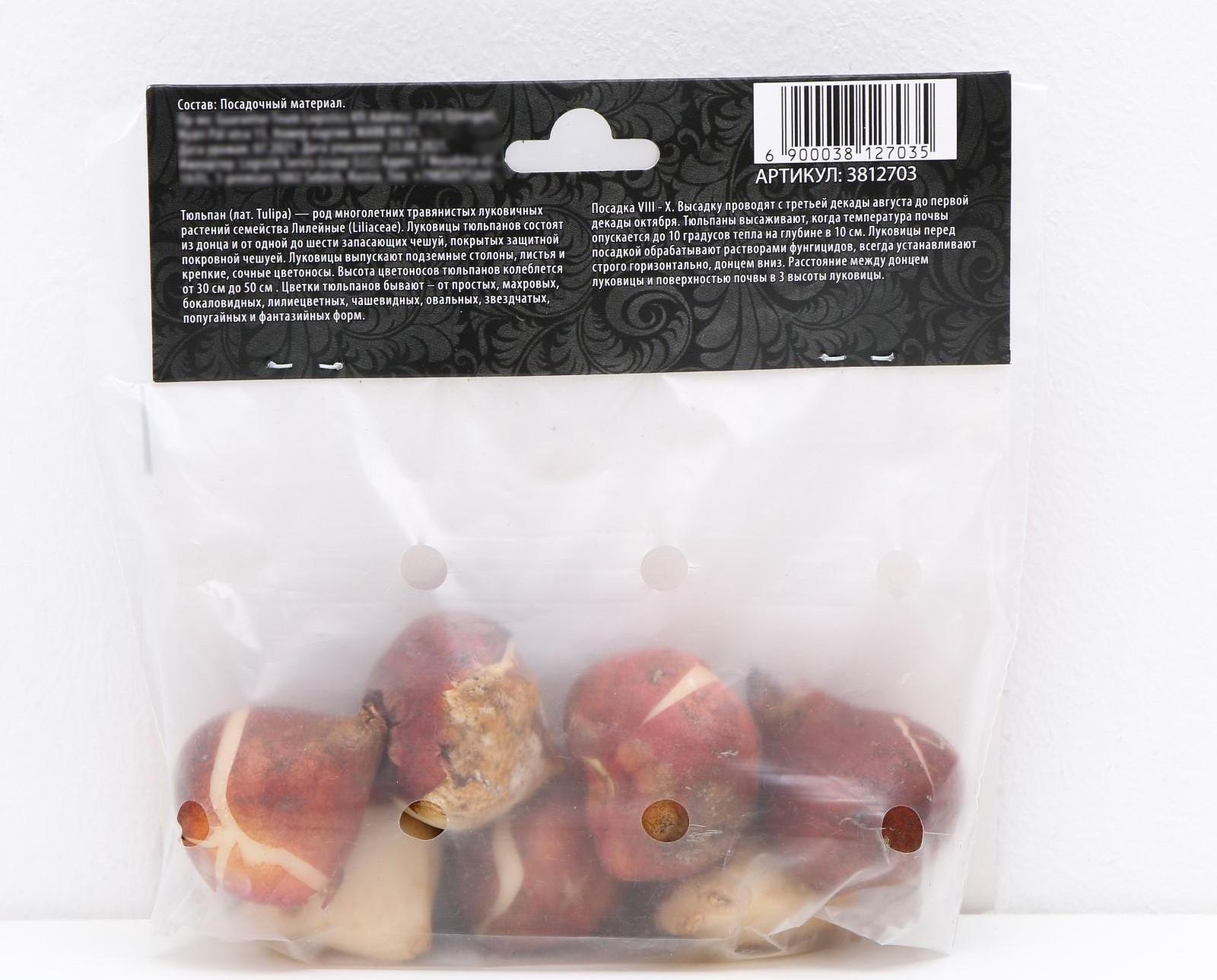 Тюльпан Дарвинов Ван Эйк, р-р 11/12, 5 шт, Осень 2023