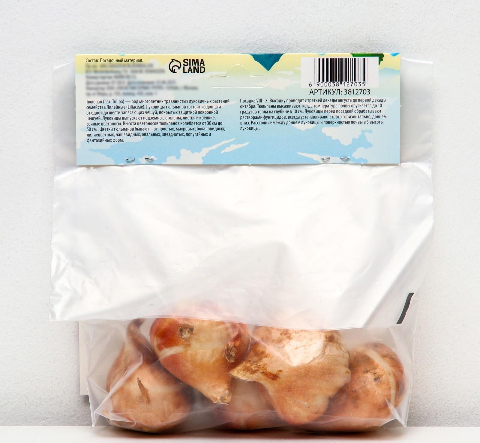 Тюльпан Дарвинов Ван Эйк, р-р 11/12, 5 шт, Осень 2023