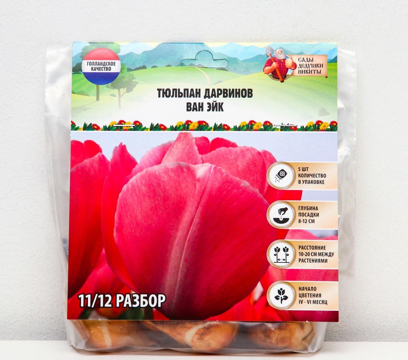 Тюльпан Дарвинов Ван Эйк, р-р 11/12, 5 шт, Осень 2023