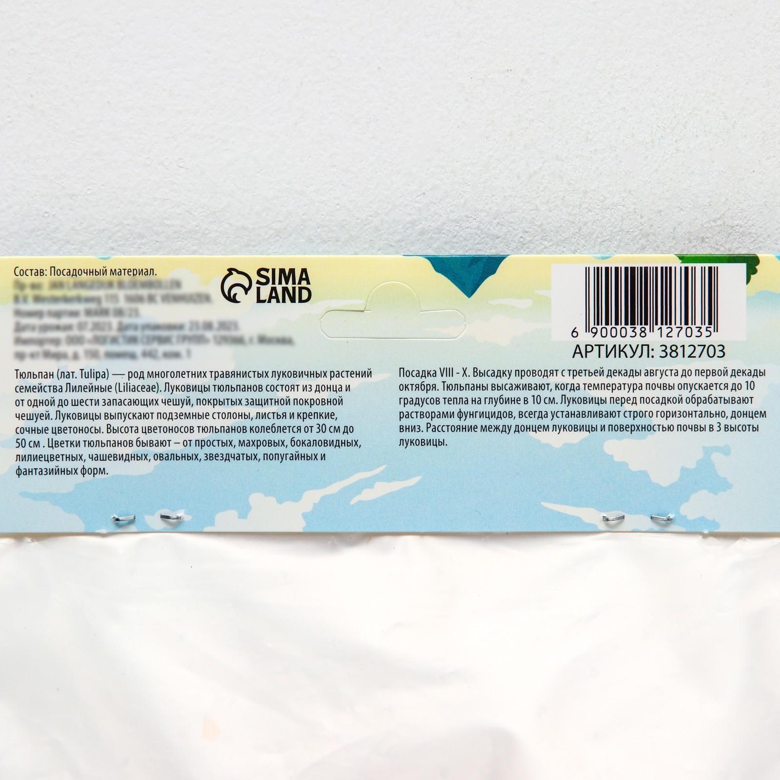 Тюльпан Дарвинов Ван Эйк, р-р 11/12, 5 шт, Осень 2023