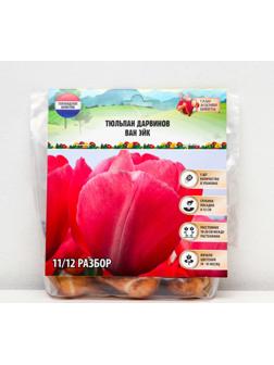 Тюльпан Дарвинов Ван Эйк, р-р 11/12, 5 шт, Осень 2023