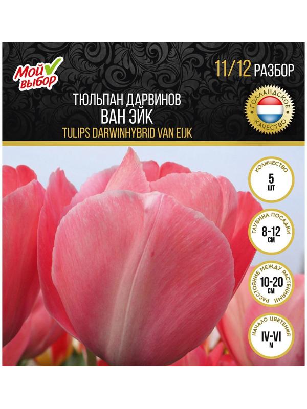Тюльпан Дарвинов Ван Эйк, р-р 11/12, 5 шт, Осень 2023