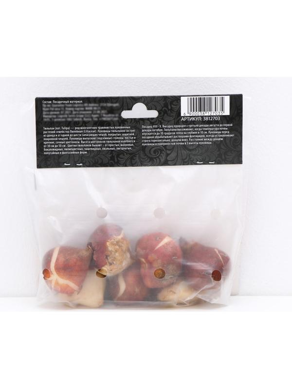 Тюльпан Дарвинов Ван Эйк, р-р 11/12, 5 шт, Осень 2023