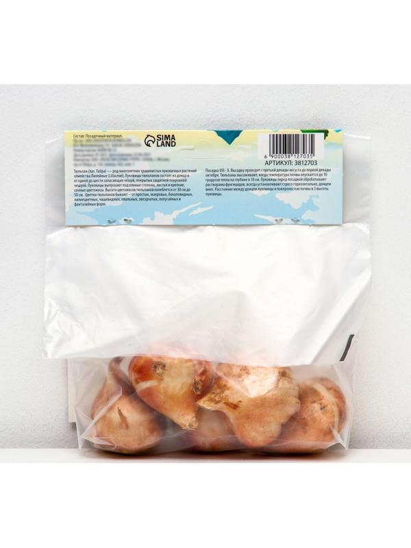 Тюльпан Дарвинов Ван Эйк, р-р 11/12, 5 шт, Осень 2023