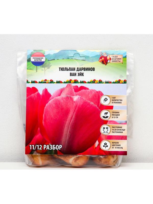 Тюльпан Дарвинов Ван Эйк, р-р 11/12, 5 шт, Осень 2023