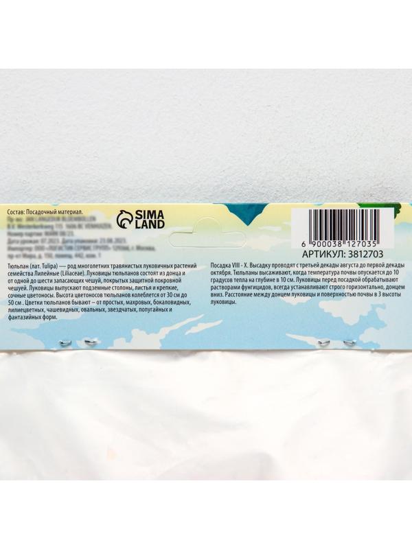 Тюльпан Дарвинов Ван Эйк, р-р 11/12, 5 шт, Осень 2023