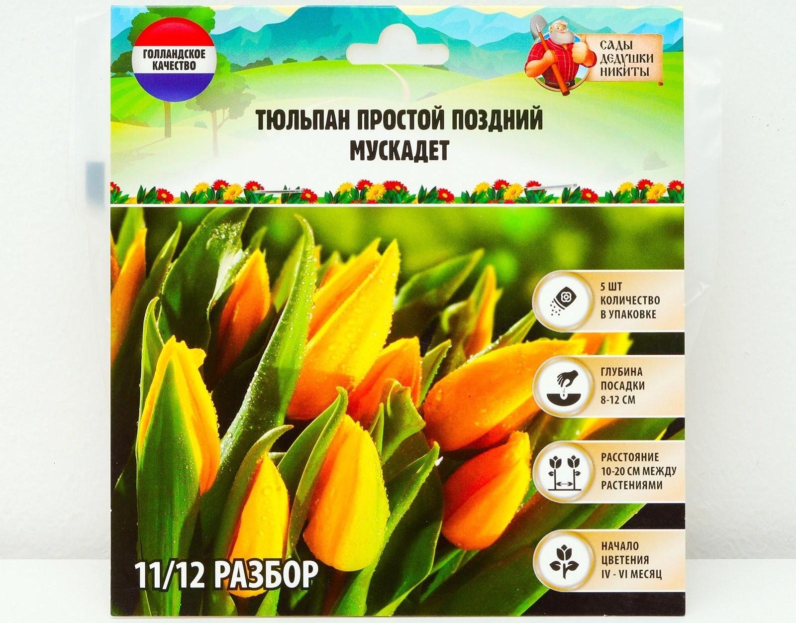 Тюльпан простой поздний Мускадет, р-р 11/12, 5 шт