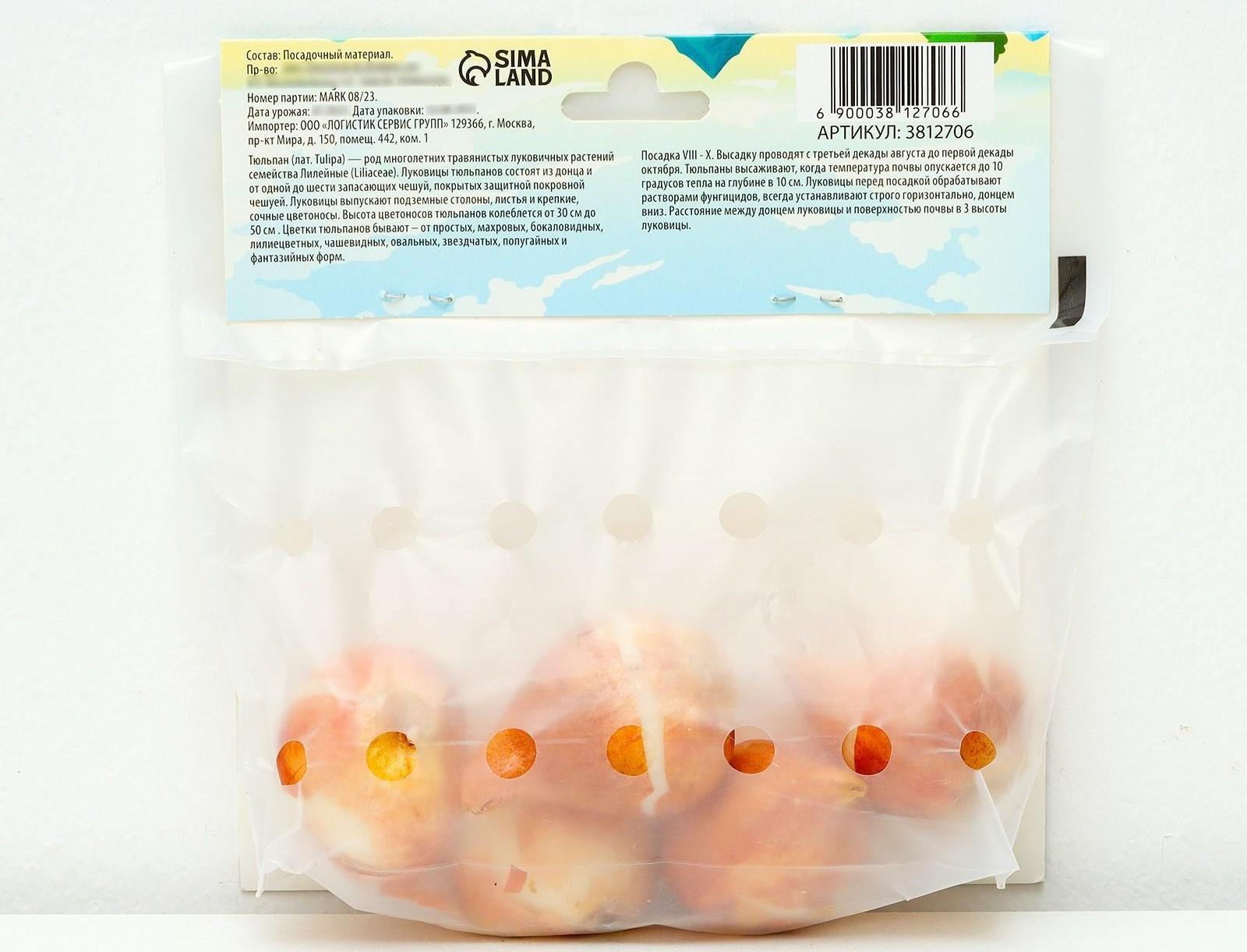 Тюльпан простой поздний Мускадет, р-р 11/12, 5 шт