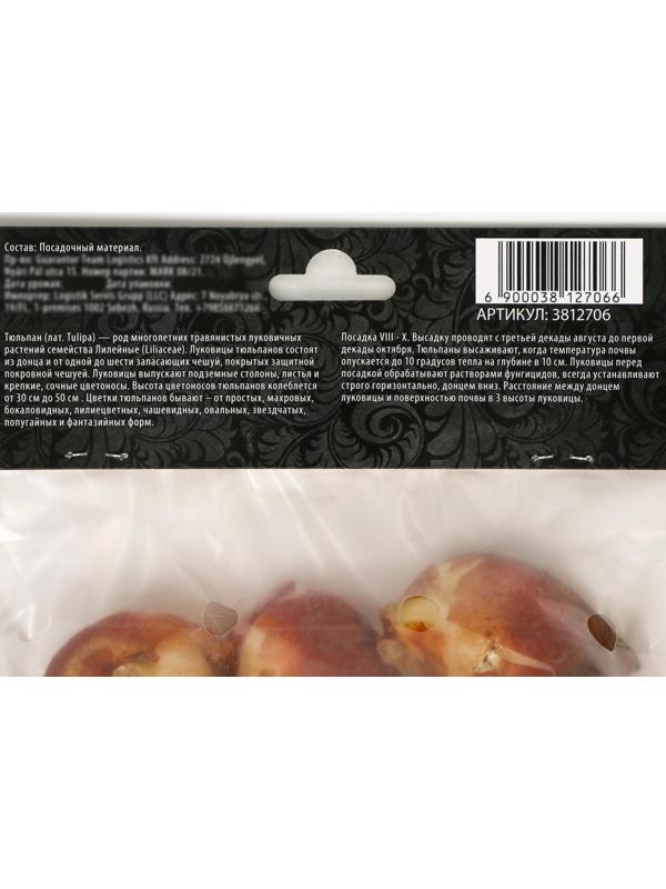 Тюльпан простой поздний Мускадет, р-р 11/12, 5 шт