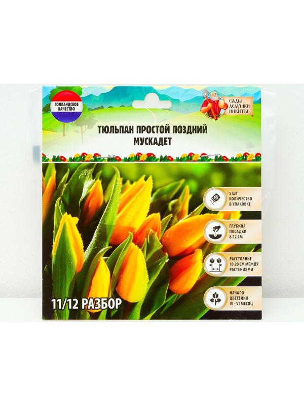 Тюльпан простой поздний Мускадет, р-р 11/12, 5 шт