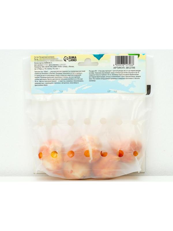 Тюльпан простой поздний Мускадет, р-р 11/12, 5 шт