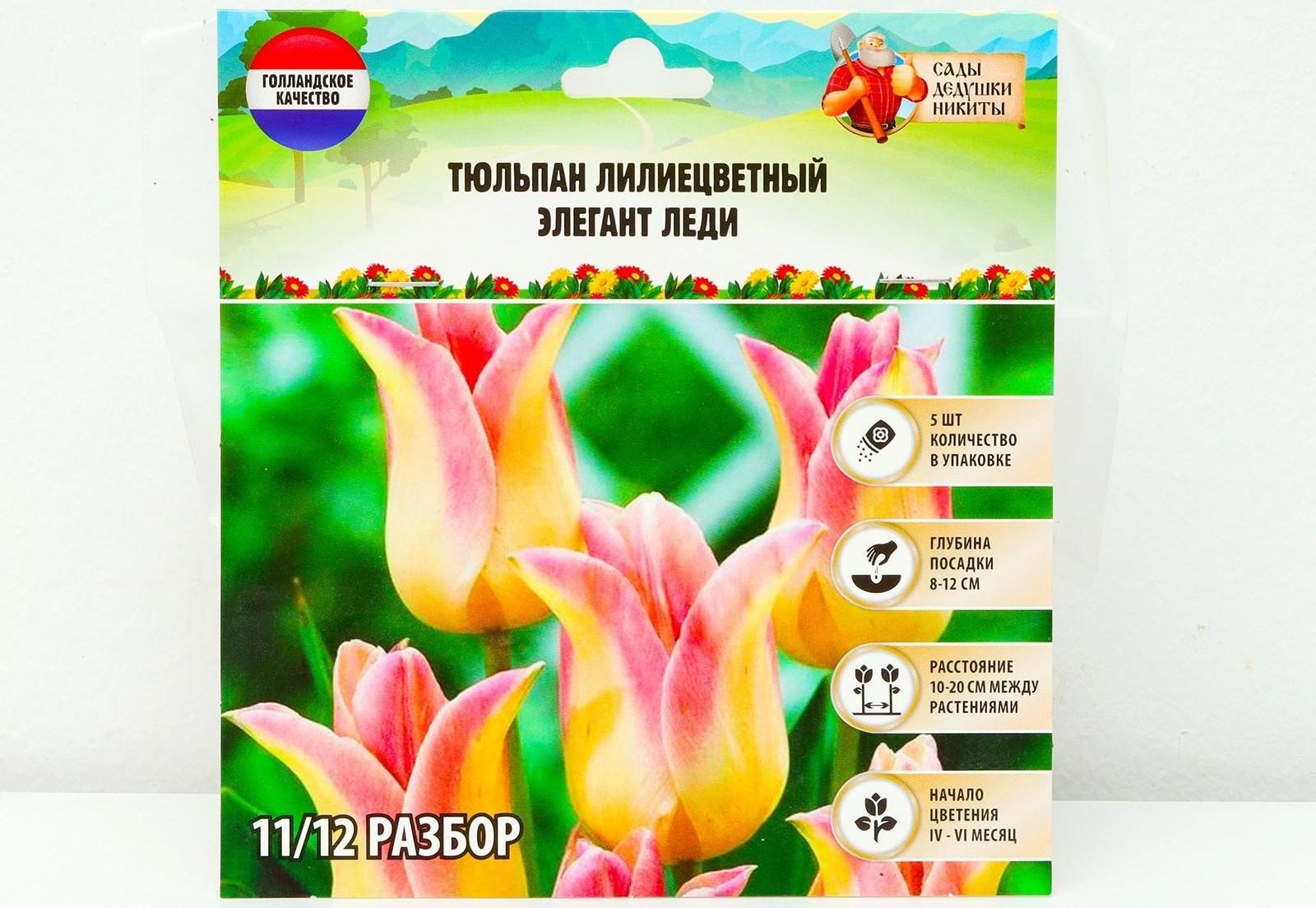 Тюльпан лилиецветный Элегант Леди, р-р 11/12, 5 шт, Осень 2023