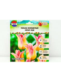 Тюльпан лилиецветный Элегант Леди, р-р 11/12, 5 шт, Осень 2023