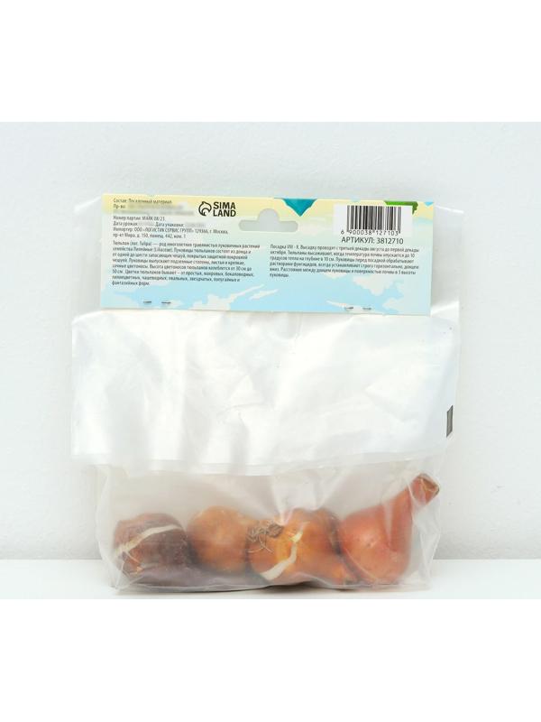 Тюльпан лилиецветный Элегант Леди, р-р 11/12, 5 шт, Осень 2023