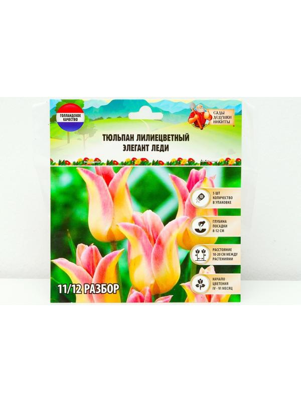 Тюльпан лилиецветный Элегант Леди, р-р 11/12, 5 шт, Осень 2023