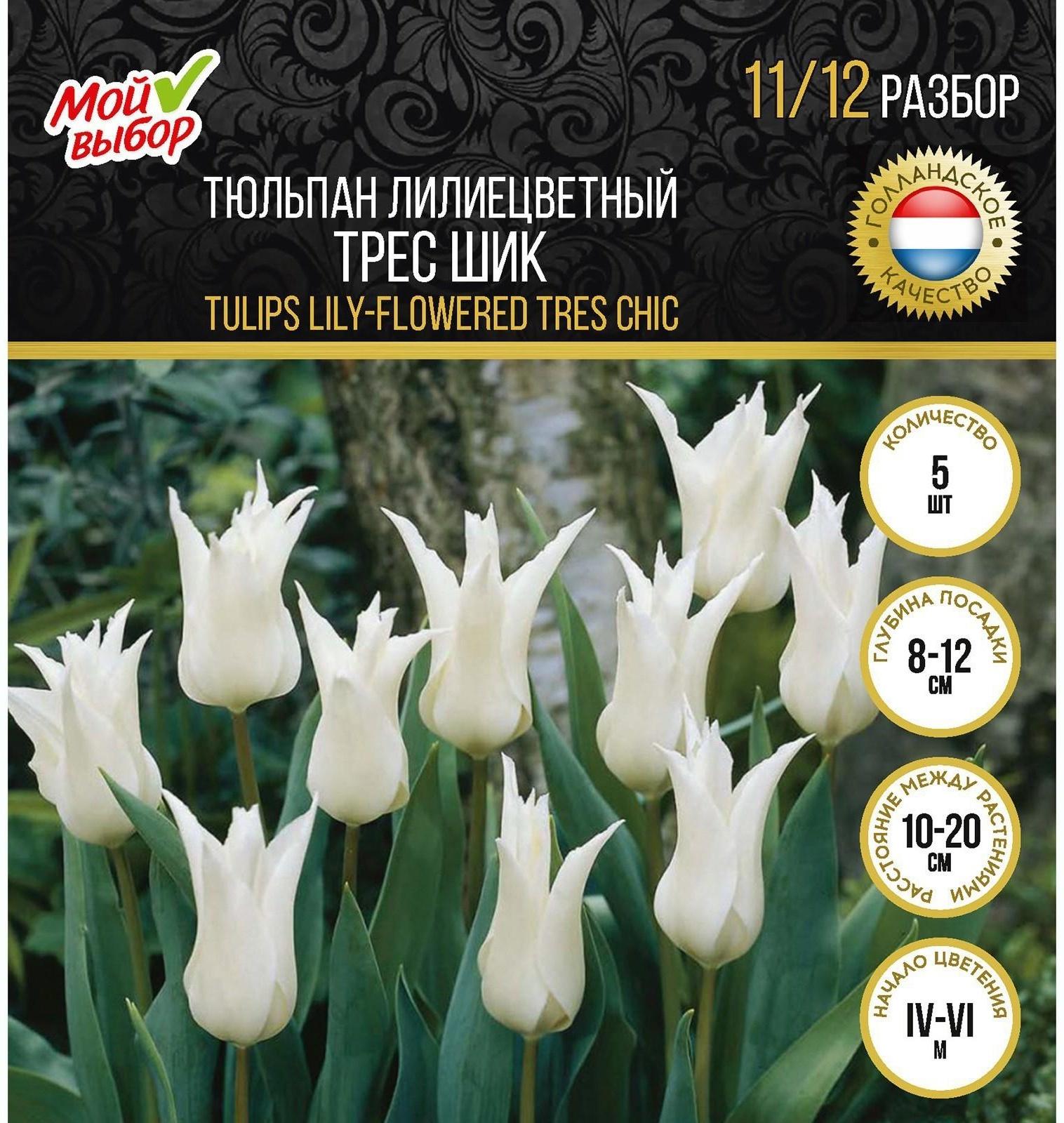 Тюльпан лилиецветный Трес Шик, р-р 11/12, 5 шт, Осень 2023