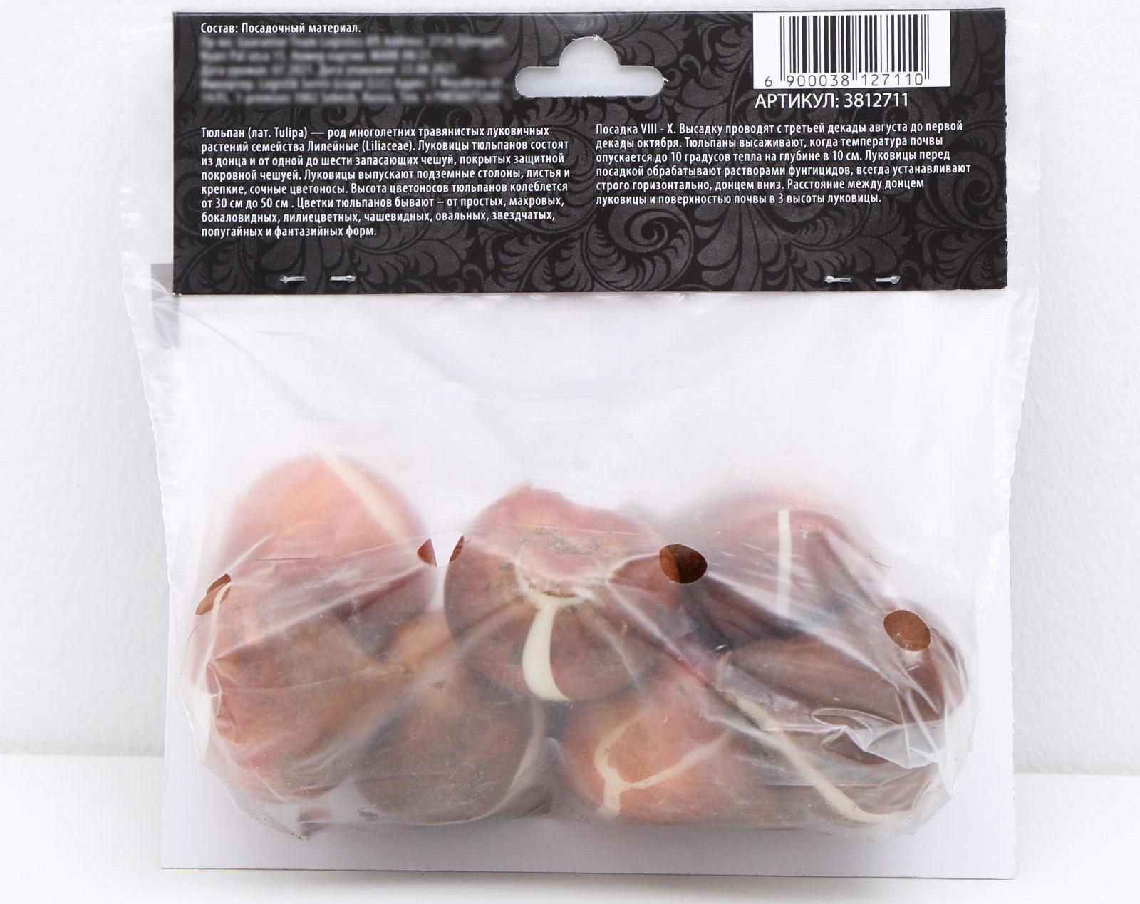 Тюльпан лилиецветный Трес Шик, р-р 11/12, 5 шт, Осень 2023