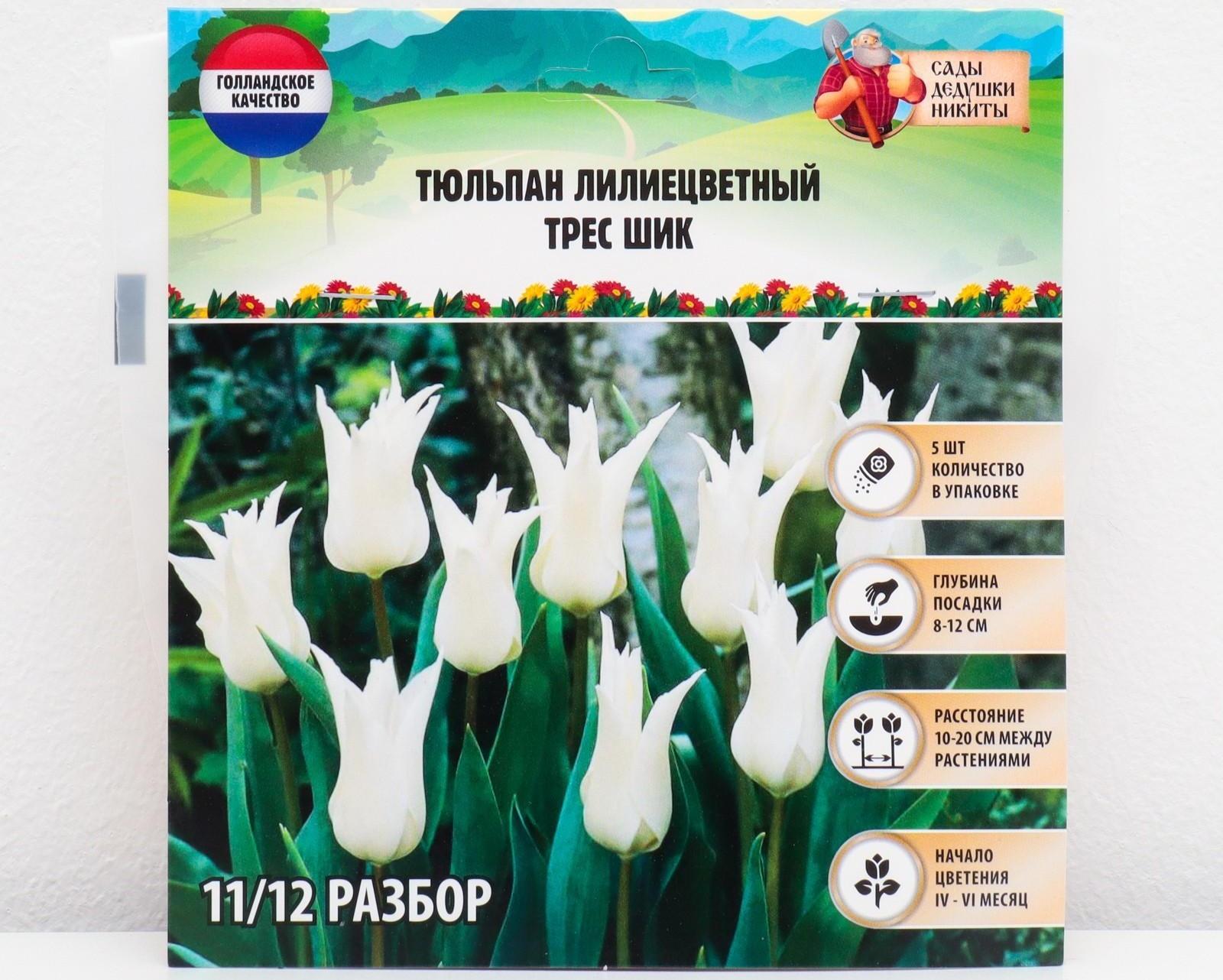 Тюльпан лилиецветный Трес Шик, р-р 11/12, 5 шт, Осень 2023