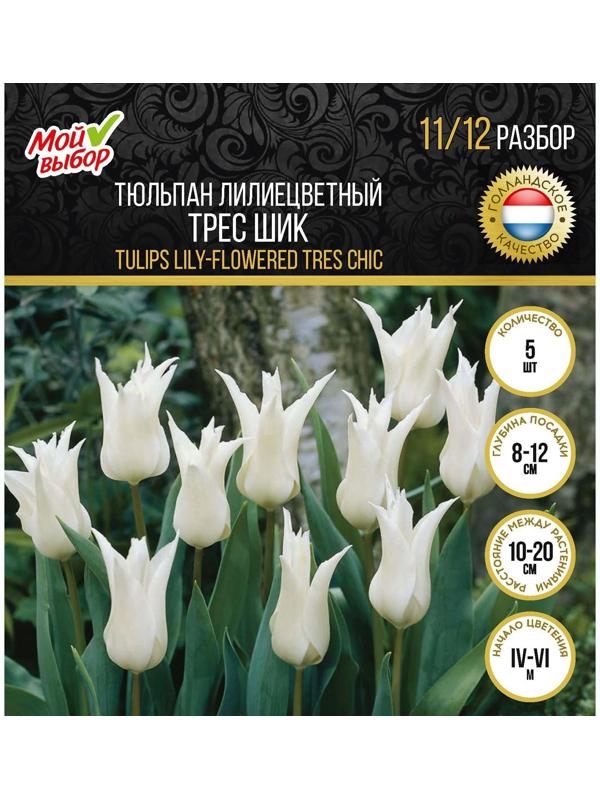 Тюльпан лилиецветный Трес Шик, р-р 11/12, 5 шт, Осень 2023