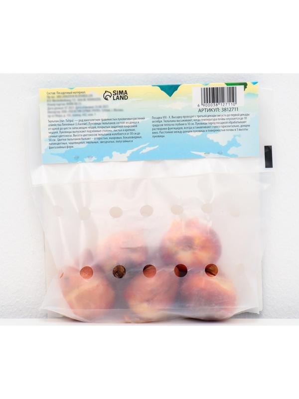 Тюльпан лилиецветный Трес Шик, р-р 11/12, 5 шт, Осень 2023