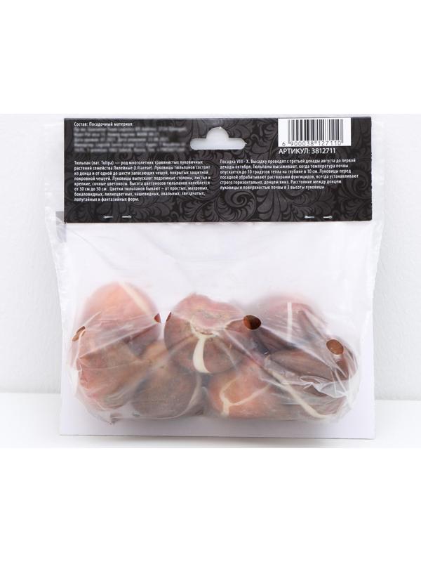 Тюльпан лилиецветный Трес Шик, р-р 11/12, 5 шт, Осень 2023