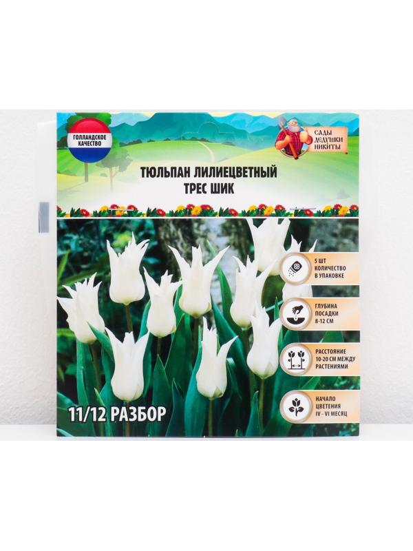 Тюльпан лилиецветный Трес Шик, р-р 11/12, 5 шт, Осень 2023