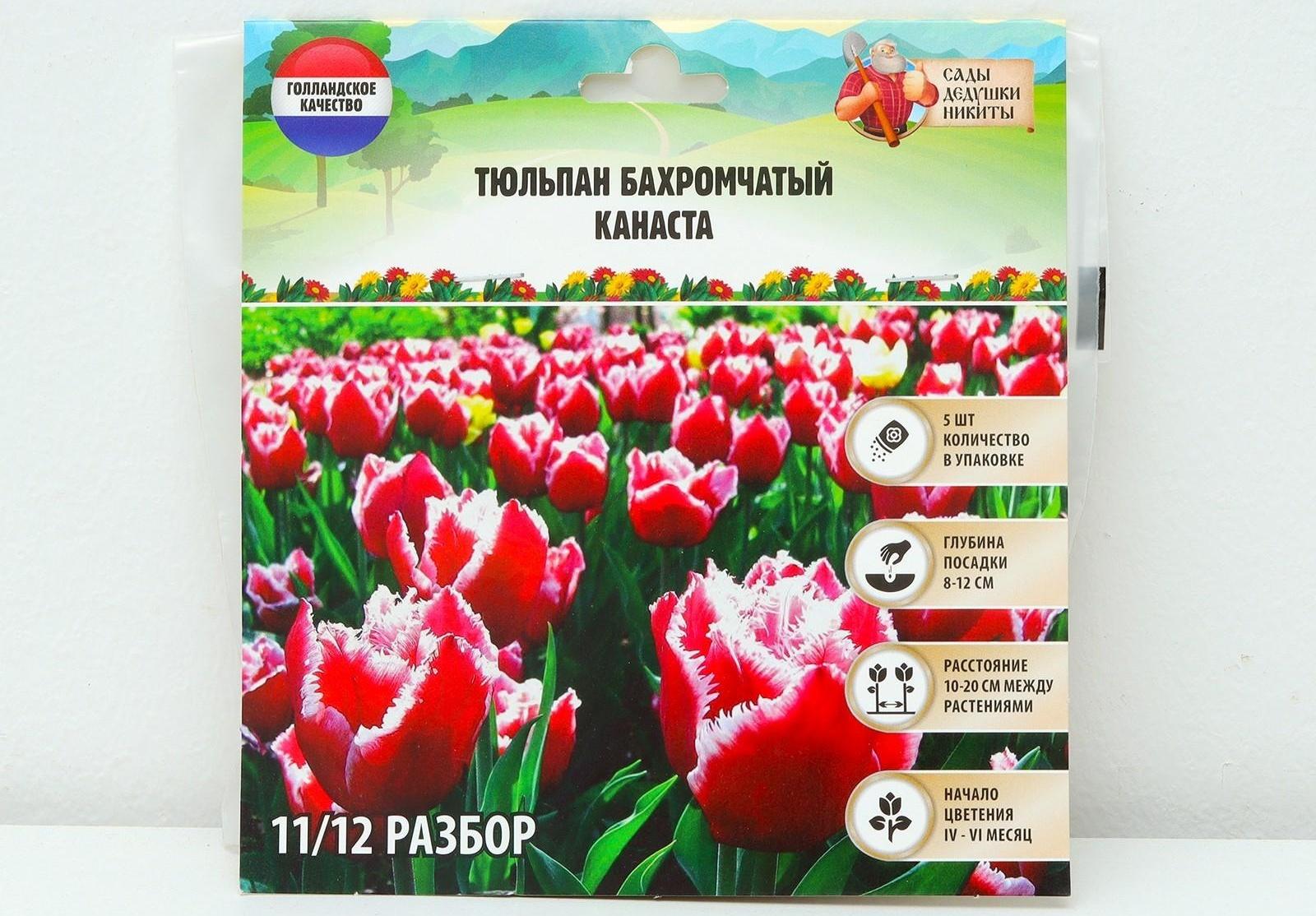 Тюльпан бахромчатый Канаста, р-р 11/12, 5 шт, Осень 2023