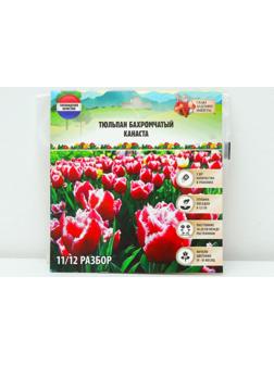 Тюльпан бахромчатый Канаста, р-р 11/12, 5 шт, Осень 2023