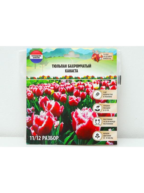 Тюльпан бахромчатый Канаста, р-р 11/12, 5 шт, Осень 2023